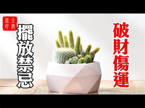 仙人掌放後陽台|仙人掌後陽台擺放禁忌